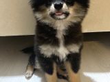 Pomeranian Boo Köpek