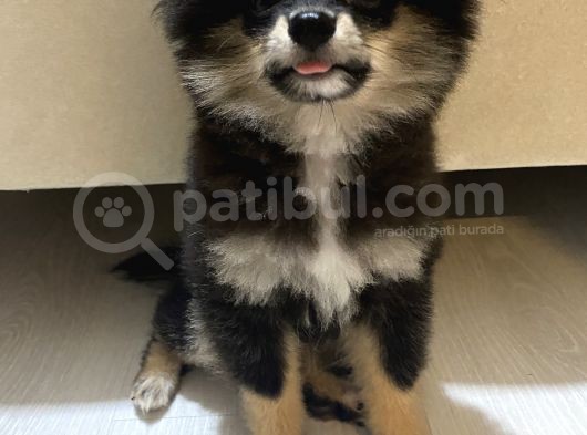 Pomeranian Boo Köpek görsel