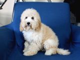 0 Numara 5 Aylık Erkek Poodle Yavrumuz