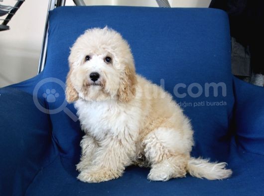 0 Numara 5 Aylık Erkek Poodle Yavrumuz görsel