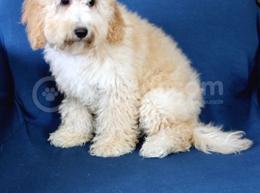 0 Numara 5 Aylık Erkek Poodle Yavrumuz görsel