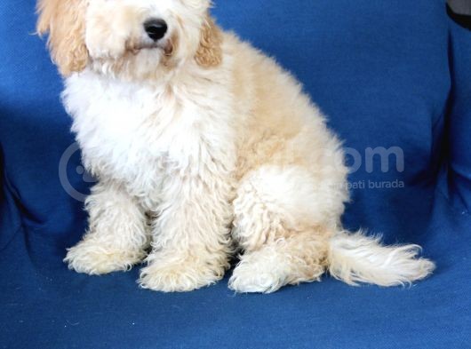 0 Numara 5 Aylık Erkek Poodle Yavrumuz görsel