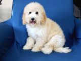 0 Numara 5 Aylık Erkek Poodle Yavrumuz