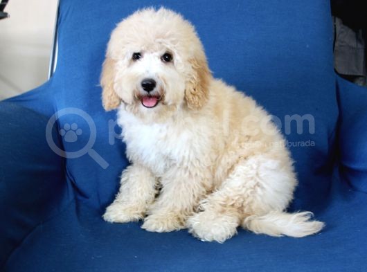 0 Numara 5 Aylık Erkek Poodle Yavrumuz görsel