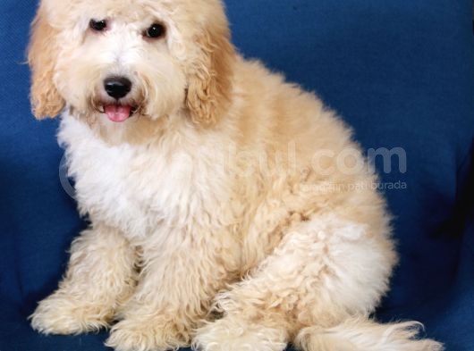 0 Numara 5 Aylık Erkek Poodle Yavrumuz görsel