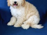 0 Numara 5 Aylık Erkek Poodle Yavrumuz