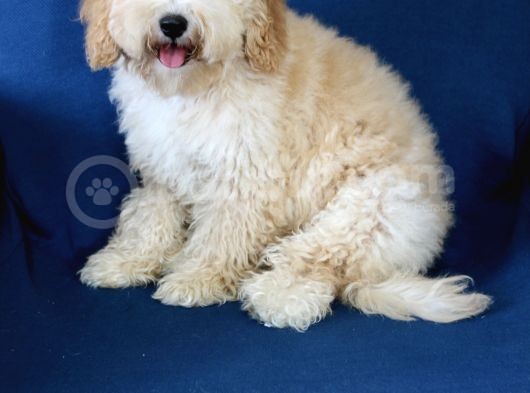0 Numara 5 Aylık Erkek Poodle Yavrumuz görsel