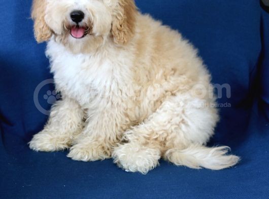 0 Numara 5 Aylık Erkek Poodle Yavrumuz görsel