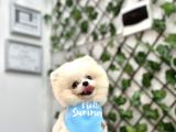 Pomerani̇an Boo Yavrular