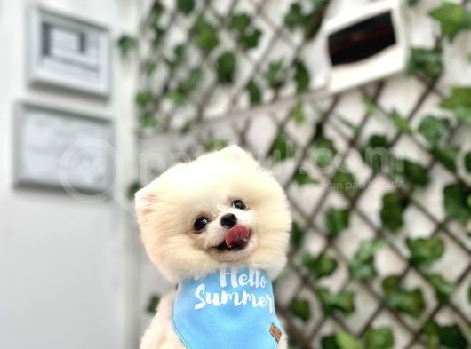 Pomerani̇an Boo Yavrular görsel