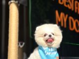 Pomerani̇an Boo Yavrular