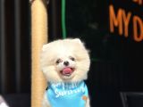 POMERANİAN BOO YAVRULAR