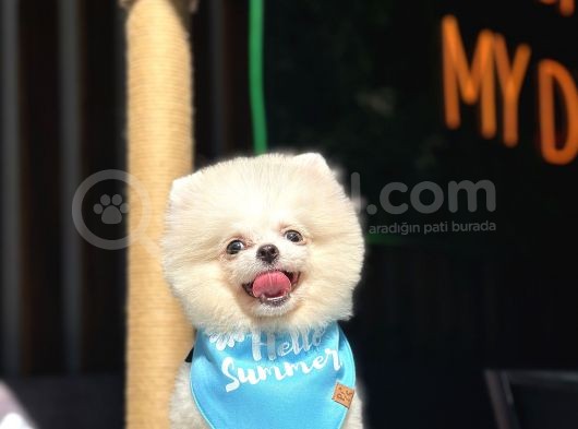 Pomerani̇an Boo Yavrular