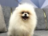 Pomerani̇an Boo Yavrular