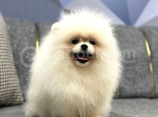 Pomerani̇an Boo Yavrular görsel