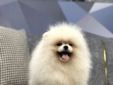 Pomerani̇an Boo Yavrular