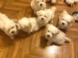 Her eve bir maltese 