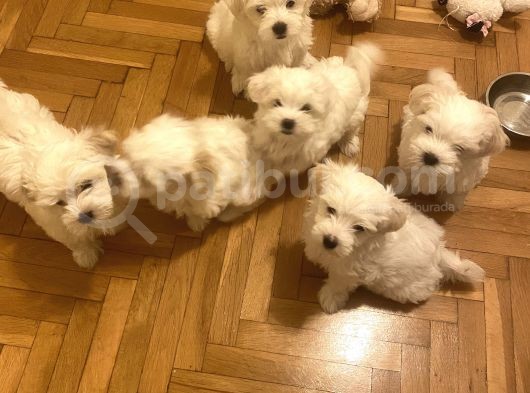 Her Eve Bir Maltese 