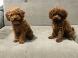 Red Brown Toy Poodle Bebekler Kore Kan