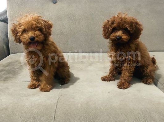 Red Brown Toy Poodle Bebekler Kore Kan görsel