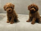 Red Brown Toy Poodle Bebekler Kore Kan