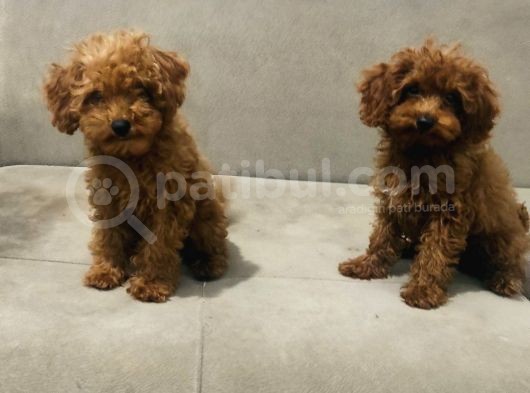 Red Brown Toy Poodle Bebekler Kore Kan görsel