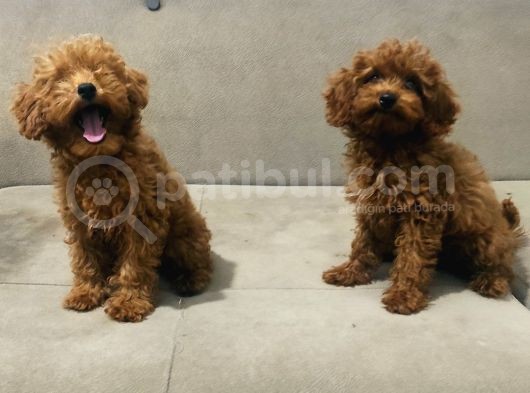 Red Brown Toy Poodle Bebekler Kore Kan görsel