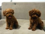 Red Brown toy poodle bebekler Kore kan