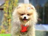Safkan Pomeranian Boo Yavrularımız