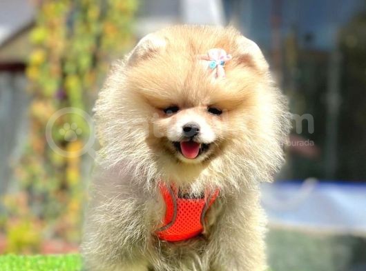 Safkan Pomeranian Boo Yavrularımız görsel
