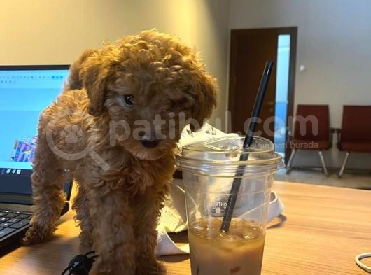 10 Haftalık Red Brown Toy Poodle görsel