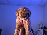 10 Haftalık Red Brown Toy Poodle