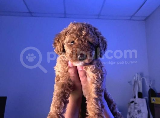 10 Haftalık Red Brown Toy Poodle