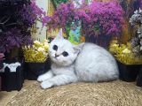 Muazzam güzellikte Silver Brittish Shorthair
