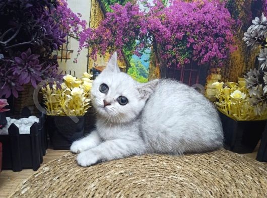 Muazzam Güzellikte Silver Brittish Shorthair