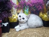 Muazzam Güzellikte Silver Brittish Shorthair