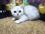 Muazzam Güzellikte Silver Brittish Shorthair