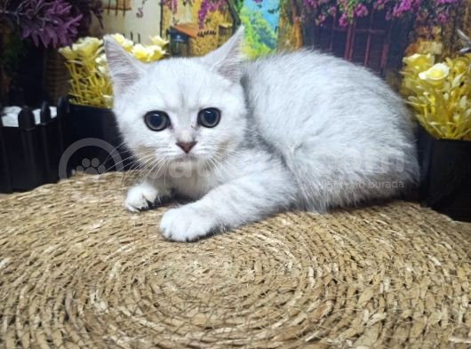 Muazzam Güzellikte Silver Brittish Shorthair görsel