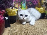 Muazzam Güzellikte Silver Brittish Shorthair