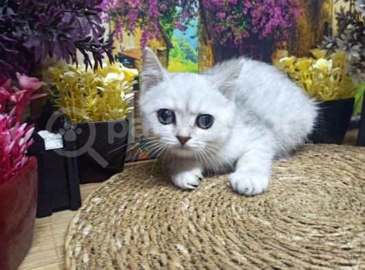 Muazzam Güzellikte Silver Brittish Shorthair görsel