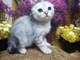 A KALİTE SİLVER SCHOTTİSH FOLD