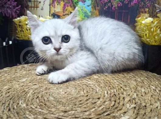 Muazzam Güzellikte Silver Brittish Shorthair görsel