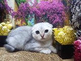 A Kali̇te Si̇lver Schotti̇sh Fold
