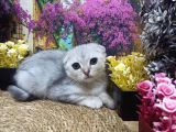 A Kali̇te Si̇lver Schotti̇sh Fold