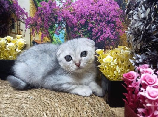 A Kali̇te Si̇lver Schotti̇sh Fold görsel