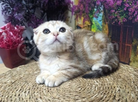A Kali̇te Gold Schotti̇sh Fold görsel
