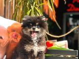 Pomeranian boo köpek