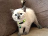 2 Aylık Yavru Brisith Shorthair British Blue Point