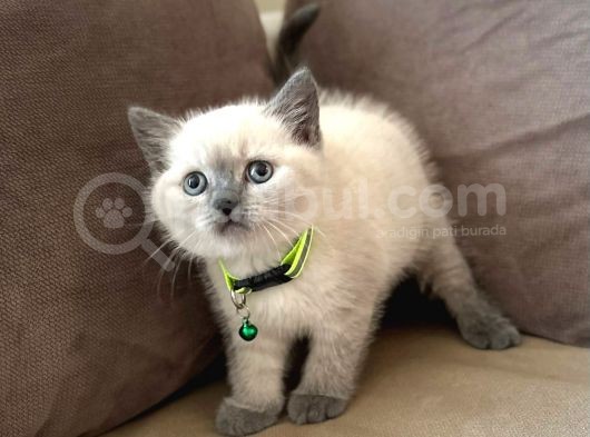 2 Aylık Yavru Brisith Shorthair British Blue Point görsel