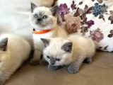 2 Aylık Yavru Brisith Shorthair British Blue Point